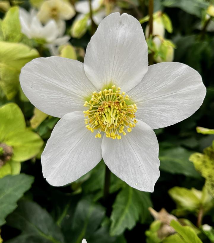 Helleborus niger HGC Jasper