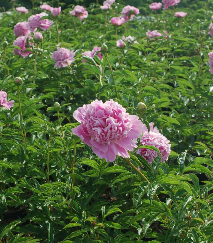 Paeonia lactiflora Monsieur Jules Elie