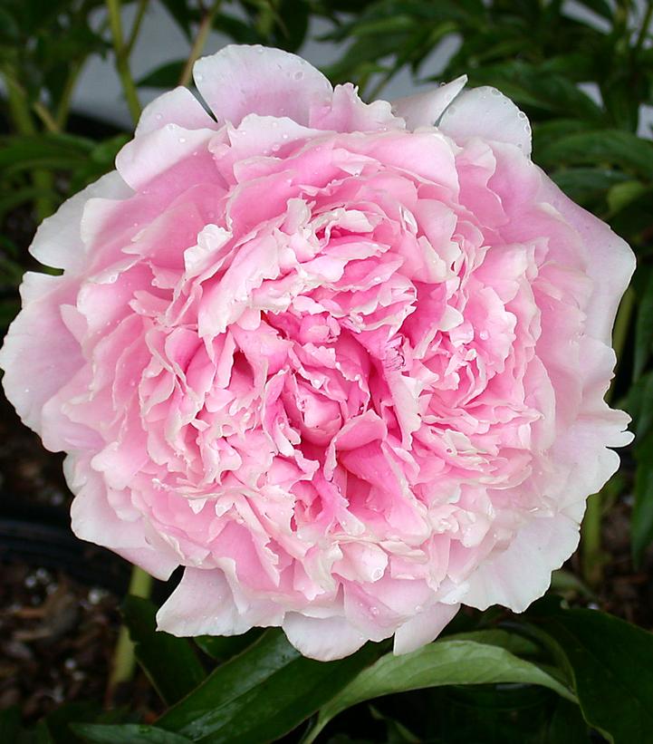 Paeonia Sarah Bernhardt