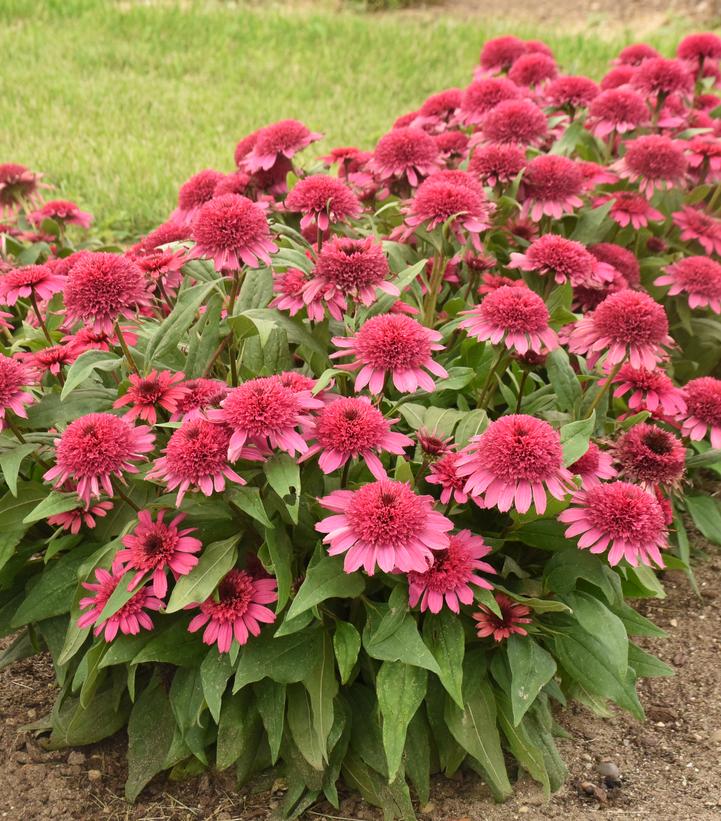 Echinacea hybrid Double Coded™ 'Raspberry Beret'