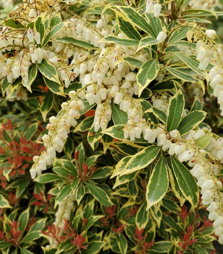 Pieris jap. 'Variegata'