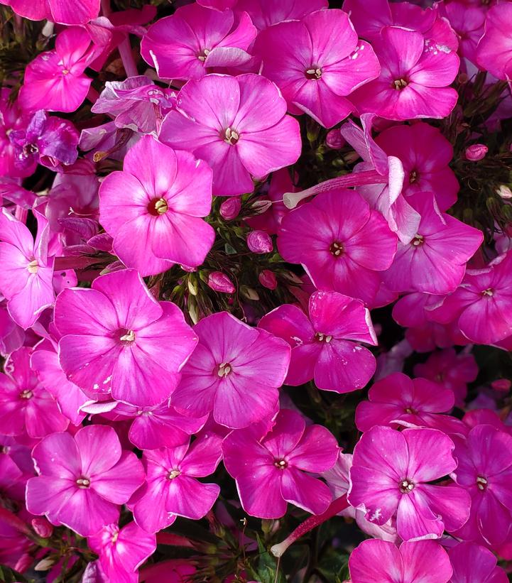 Phlox Volcano® Volcano® Pink