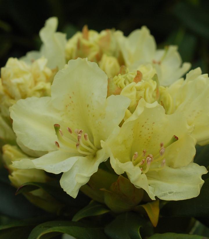 Rhododendron Capistrano