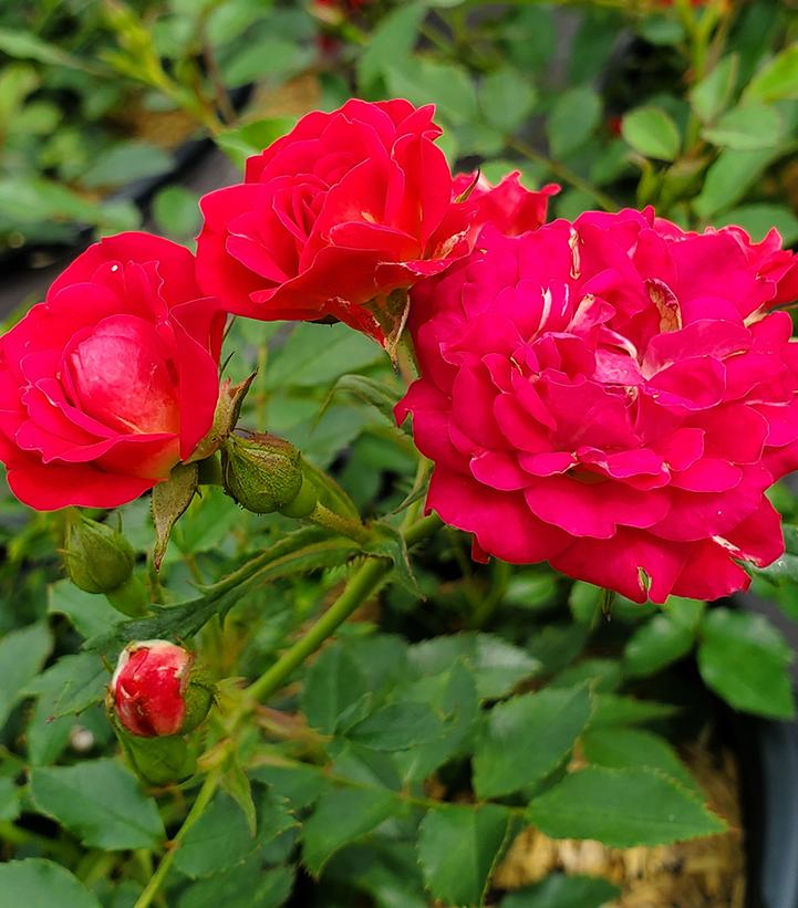 Rosa Red Drift®