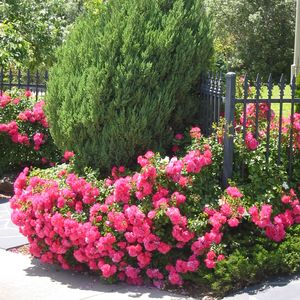 Rosa Flower Carpet- Pink