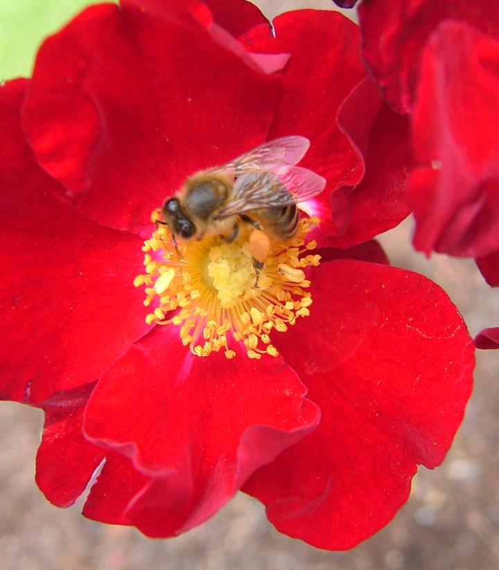 Rosa Flower Carpet- Red