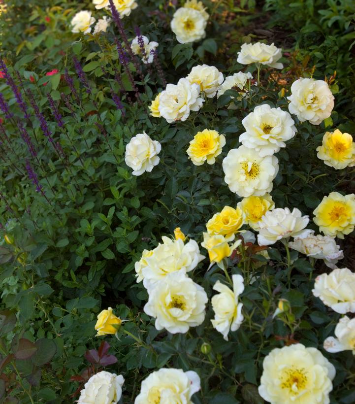 Rosa Easy Elegance® Yellow Submarine