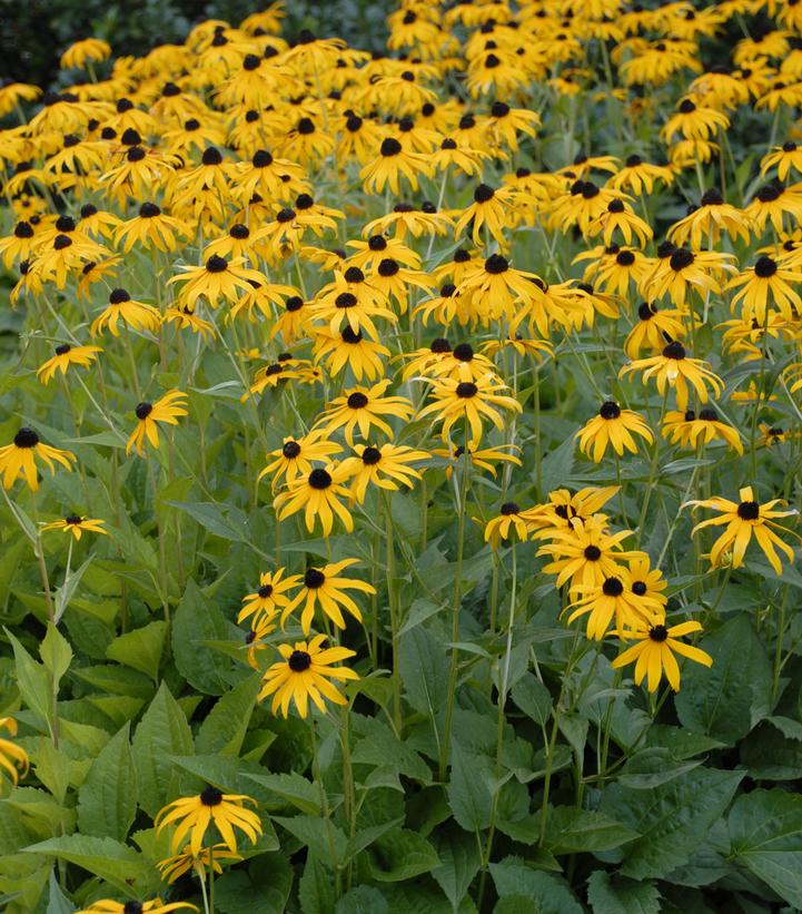 Rudbeckia fulgida var. sullivantii 'Goldsturm'