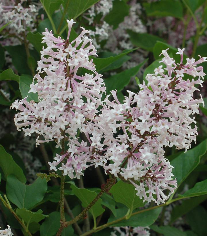 Syringa patula 'Miss Kim'