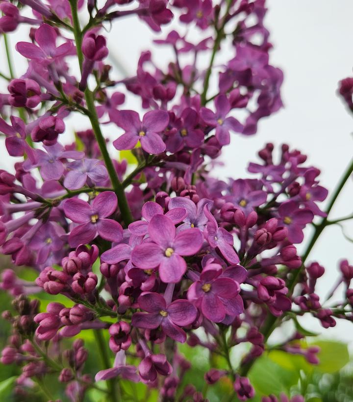 Syringa X hyacinthiflora 'Pocahontas'