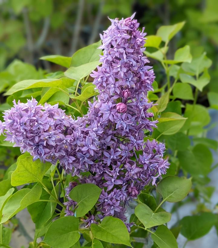 Syringa X hyacinthiflora Royal Purple