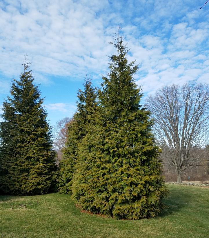 Thuja X 'Green Giant'