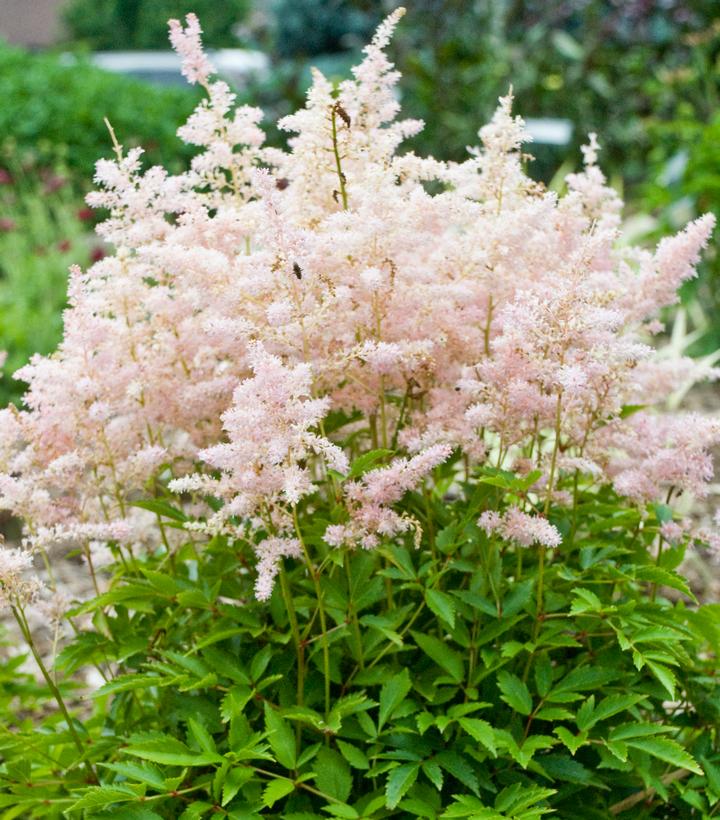 Astilbe Younique Silvery Pink™