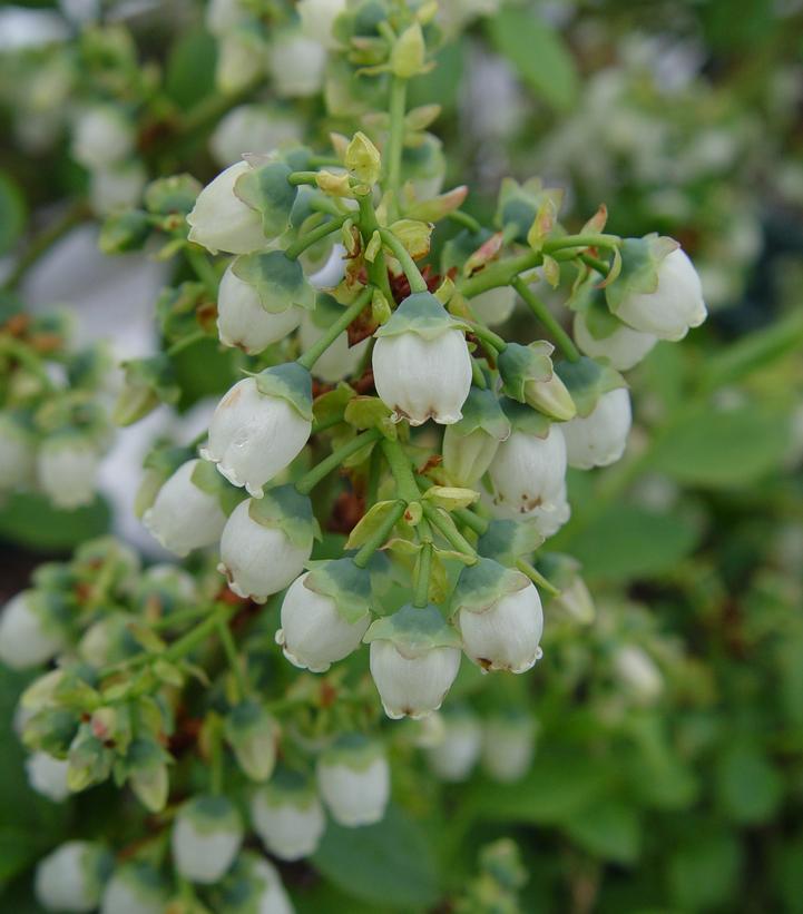 Vaccinium corymbosum 'Blue Gold'