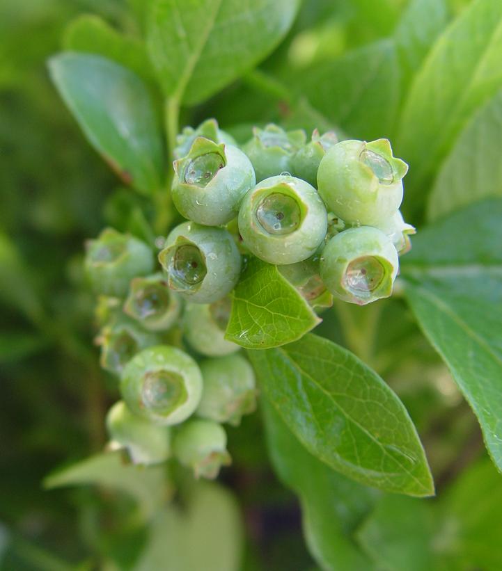 Vaccinium corymbosum Jersey