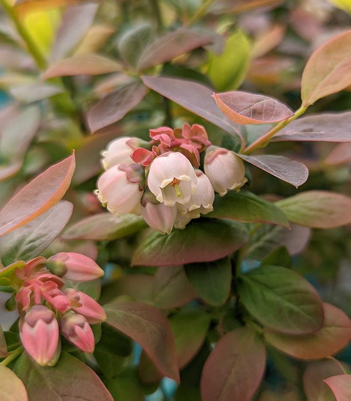 Vaccinium corymbosum hybrid Bushel and Berry® Peach Sorbet®