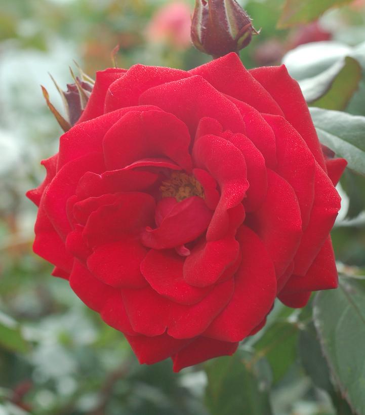 Rosa 'Europeana'