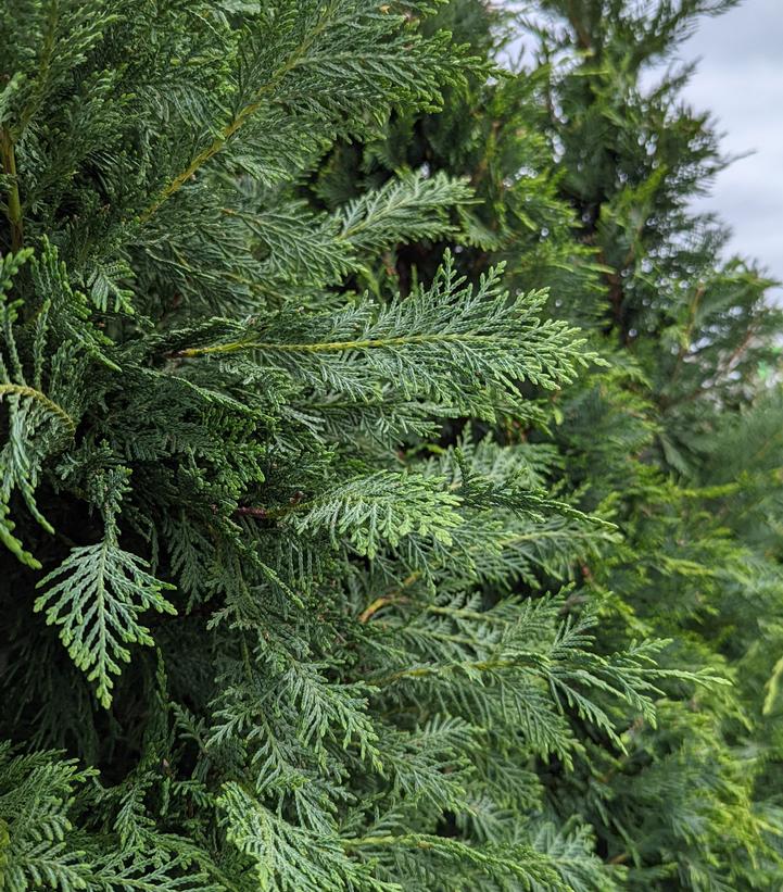 Cupressocyparis x. Leylandii