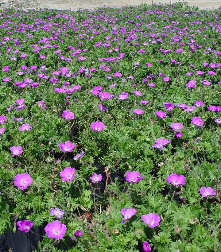 Geranium sanguineum New Hampshire