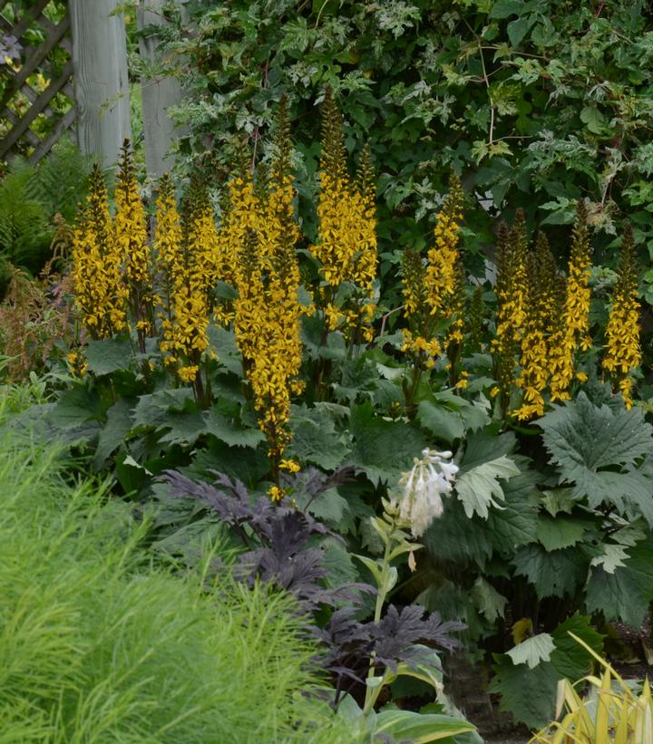 Ligularia stenocephala 'Bottle Rocket'