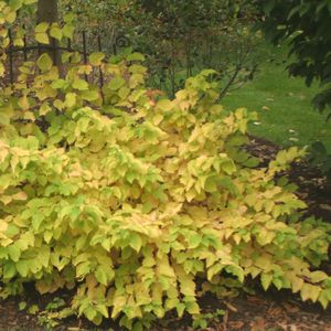 Cornus sanguinea Arctic Sun®