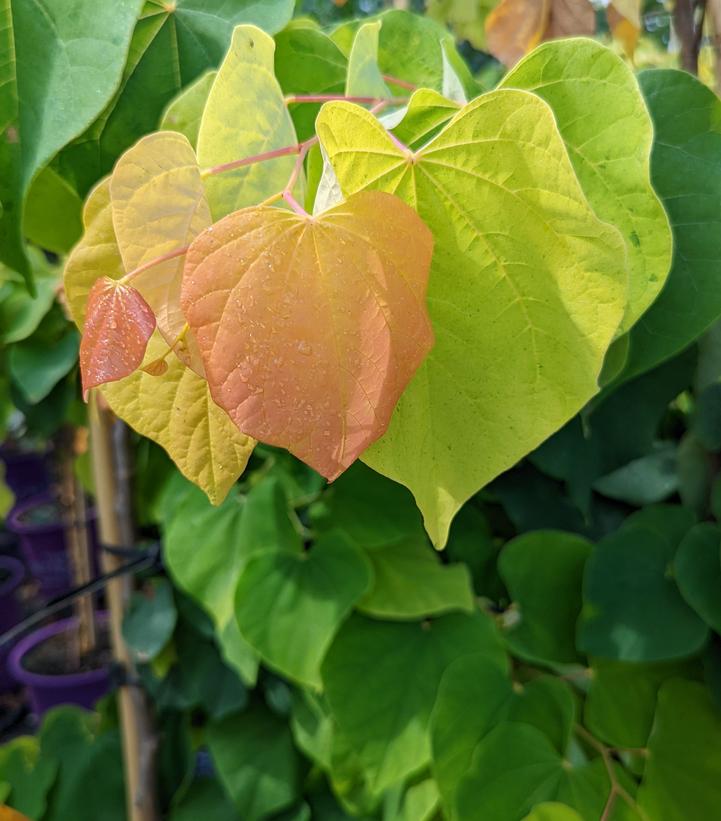 Cercis canadensis Rising Sun