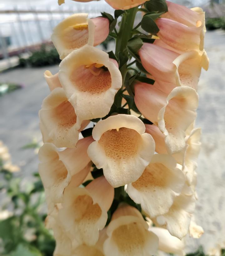 Digitalis purpurea 'Dalmation Peach'