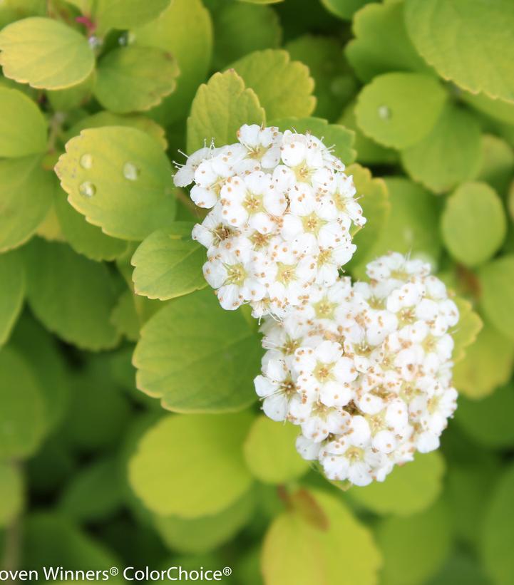 Spiraea betufolia Glow Girl®