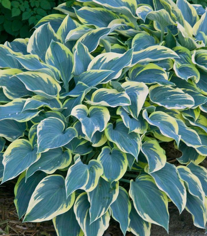 Hosta First Frost