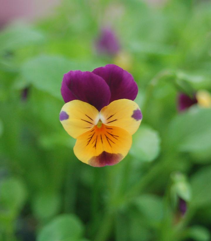 Viola Penny™ Orange Jump-up