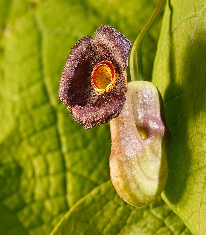 Aristolochia macrophylla 