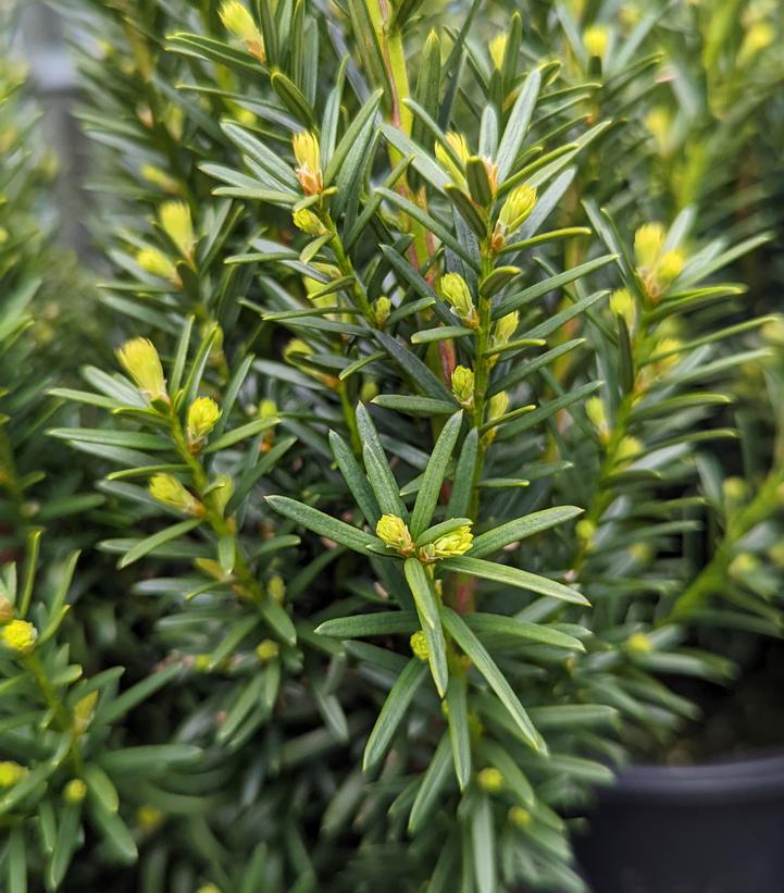 Taxus media Hicksii