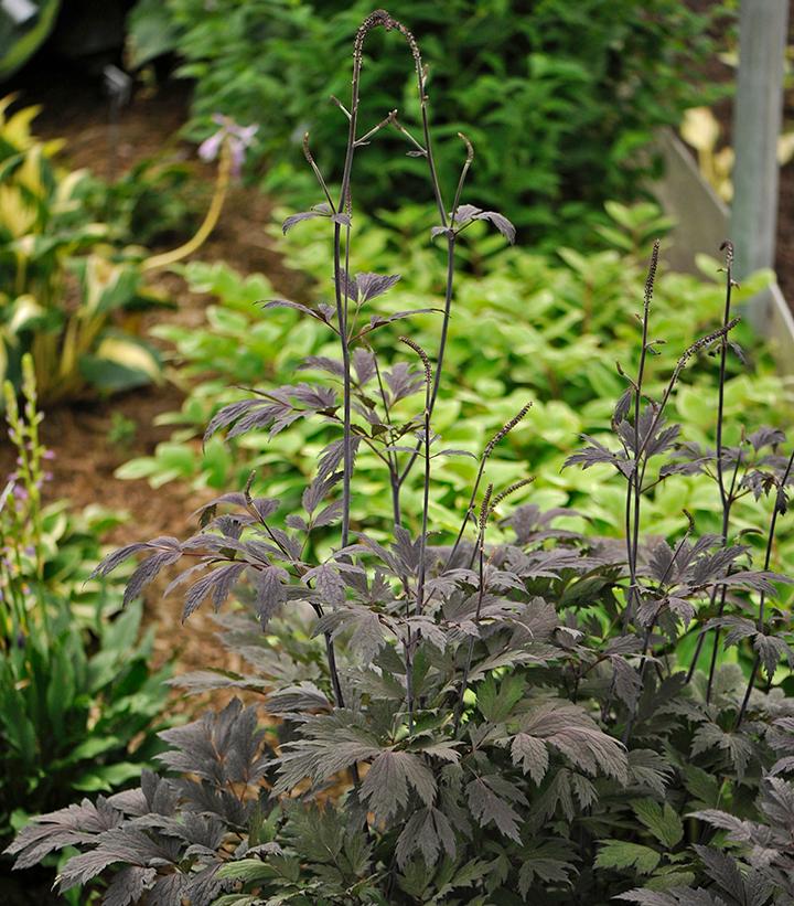 Actaea 'Chocoholic'