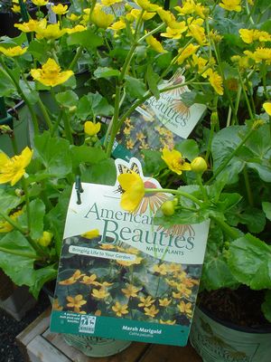 Caltha palustris 