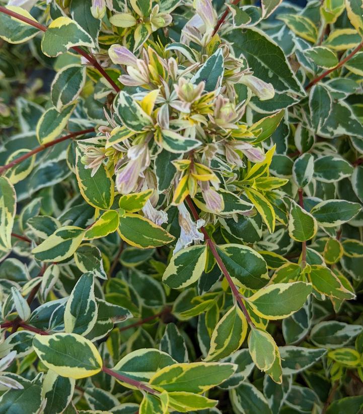 Abelia x grandiflora 'Radiance'