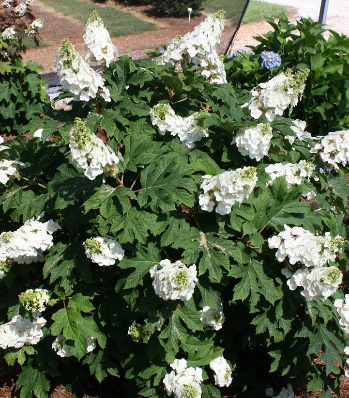 Hydrangea quercifolia Jetstream™