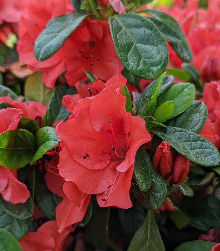 Azalea Encore® Autumn Sunset®