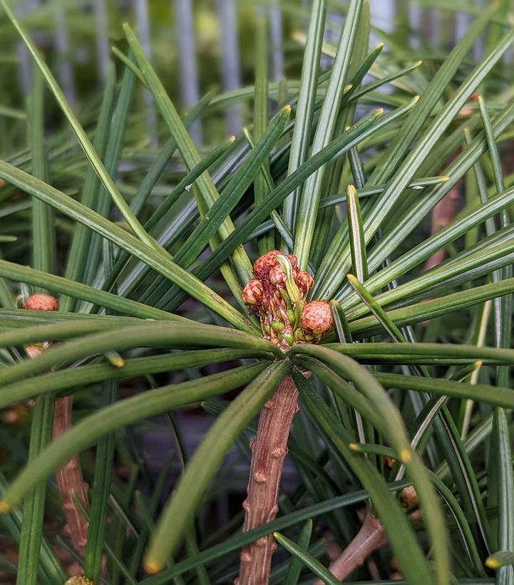 Sciadopitys verticillata 'Wintergreen'