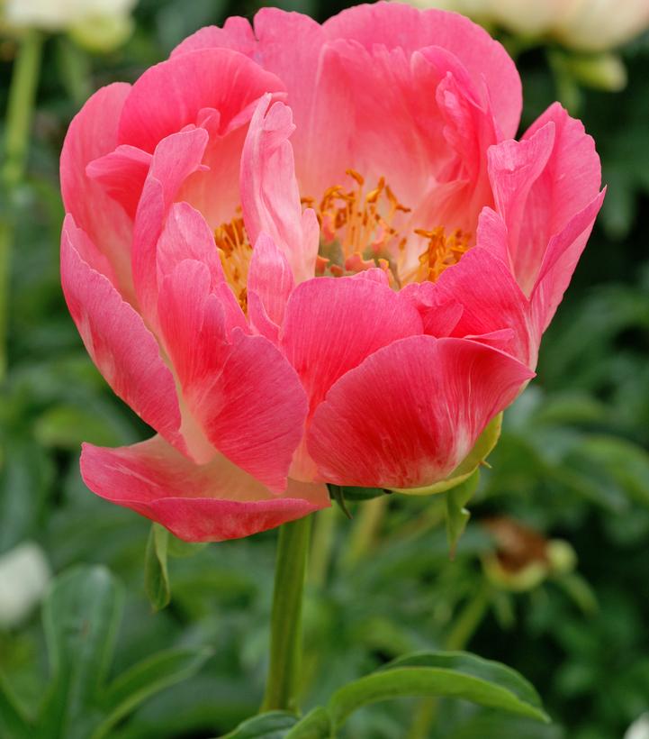 Paeonia latifolia 'Coral Sunset'