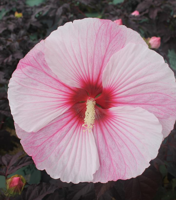 Hibiscus Starry Starry Night