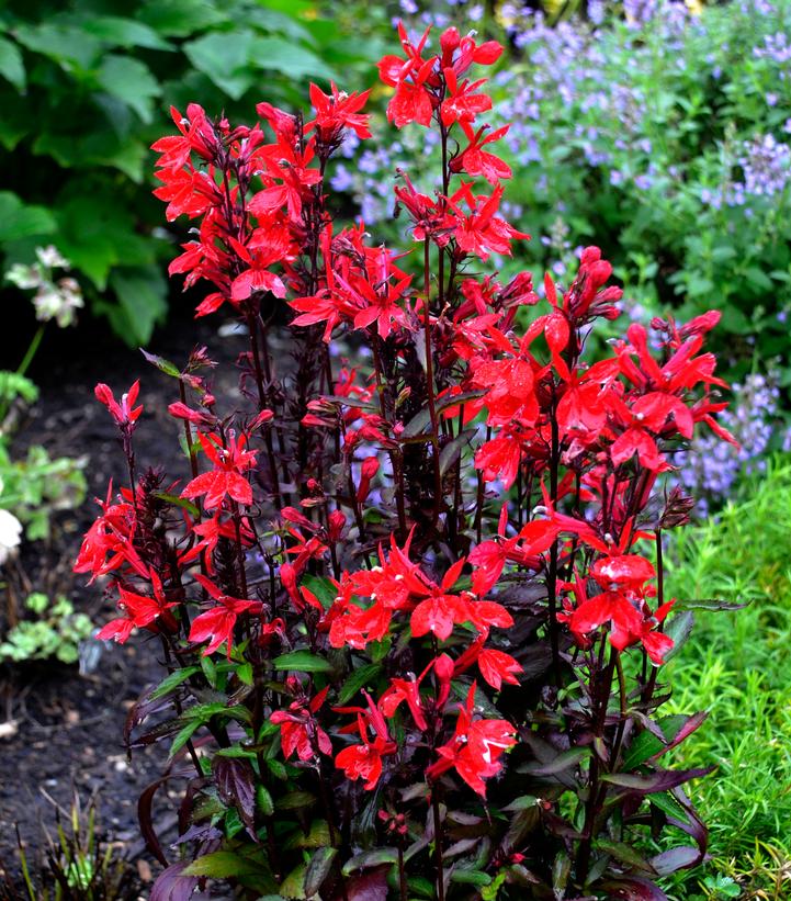 Lobelia x speciosa Starship™ Scarlet