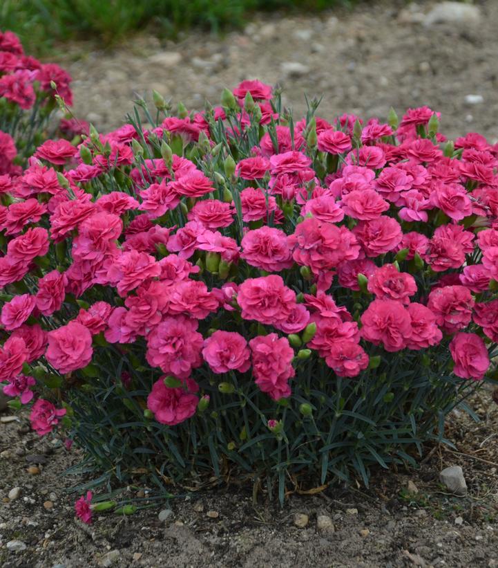 Dianthus hybrid Fruit Punch® Fruit Punch® Raspberry Ruffles