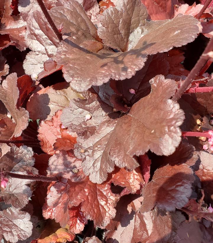 Heuchera Forever® Red