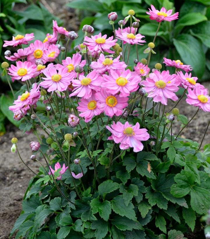 Anemone 'Curtain Call Pink'