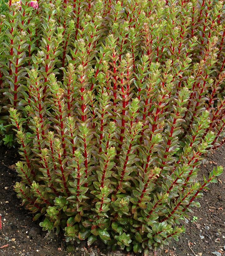 Sedum 'Double Martini'