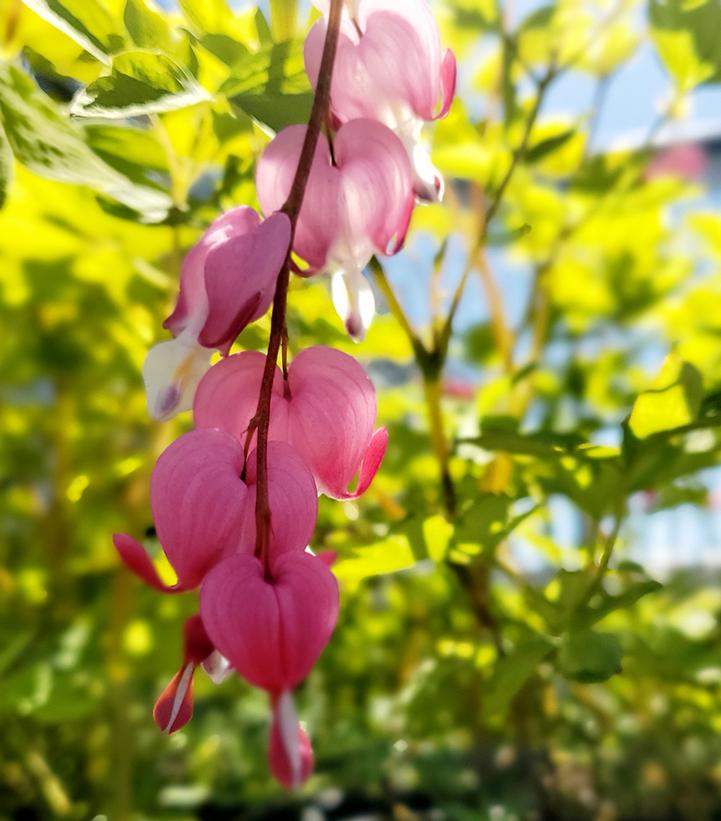 Dicentra spectabilis 'Gold Heart'