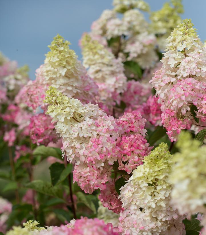 Hydrangea pan. Berry White®