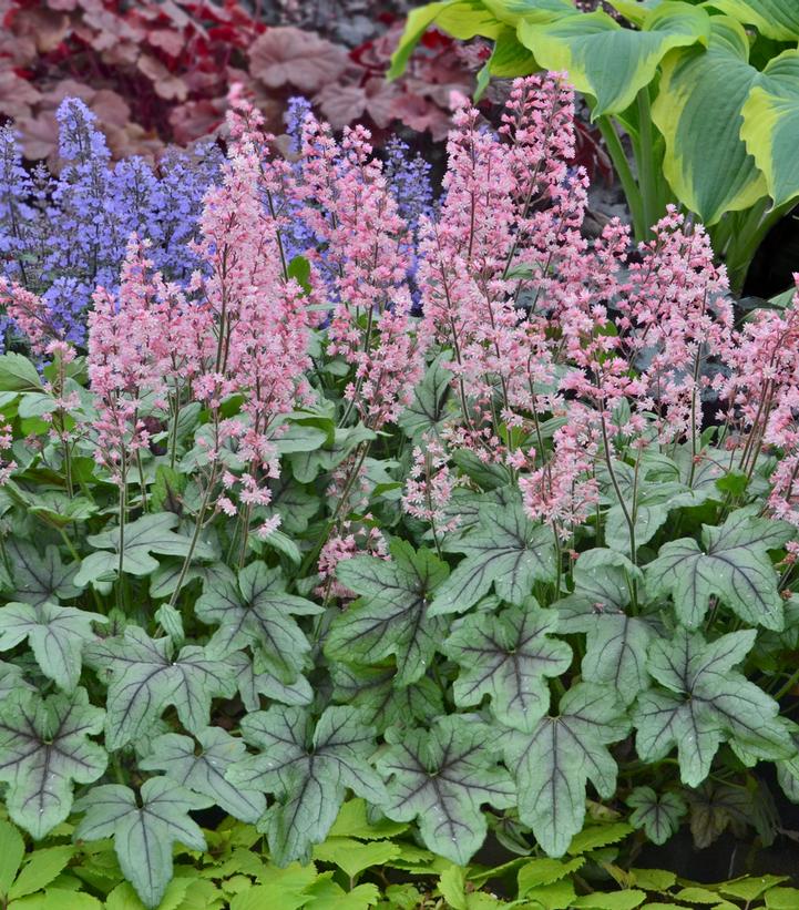 Heucherella 'Pink Fizz'