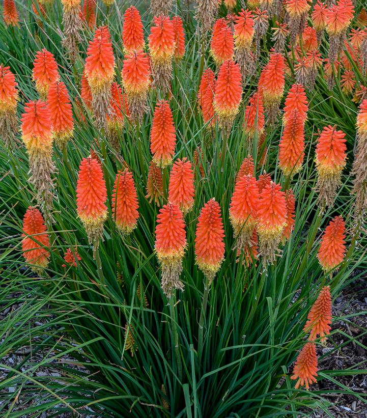 Kniphofia Pyromania® 'Backdraft'