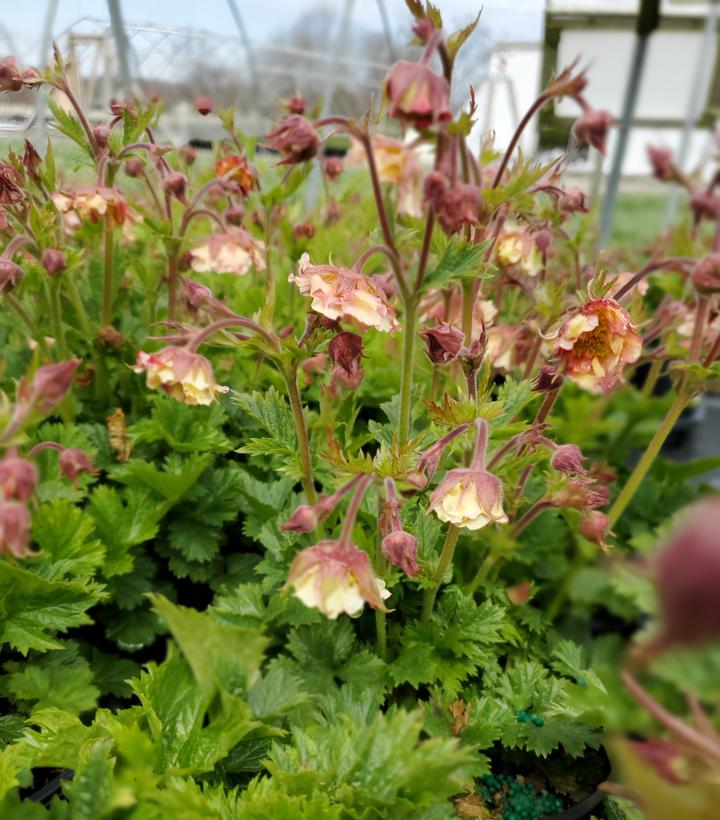 Geum Petticoats™ Peach